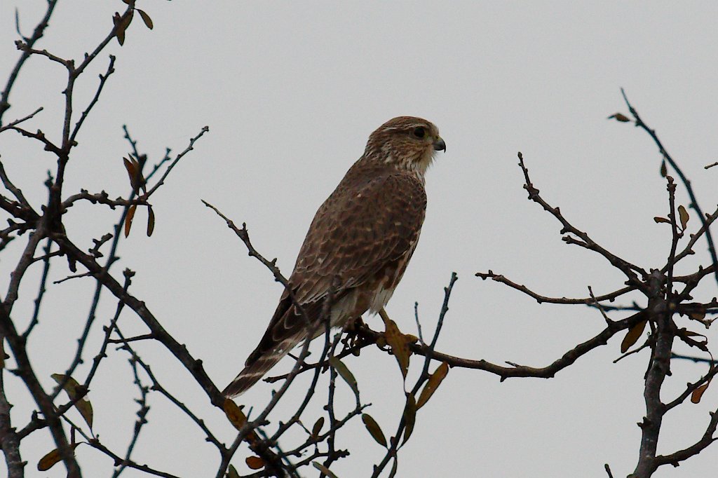 Merlin 2015-11-14_2.jpg - Prairie Falcon